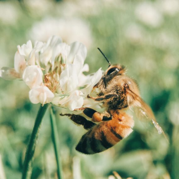 Eine Biene sitzt auf einer Blume